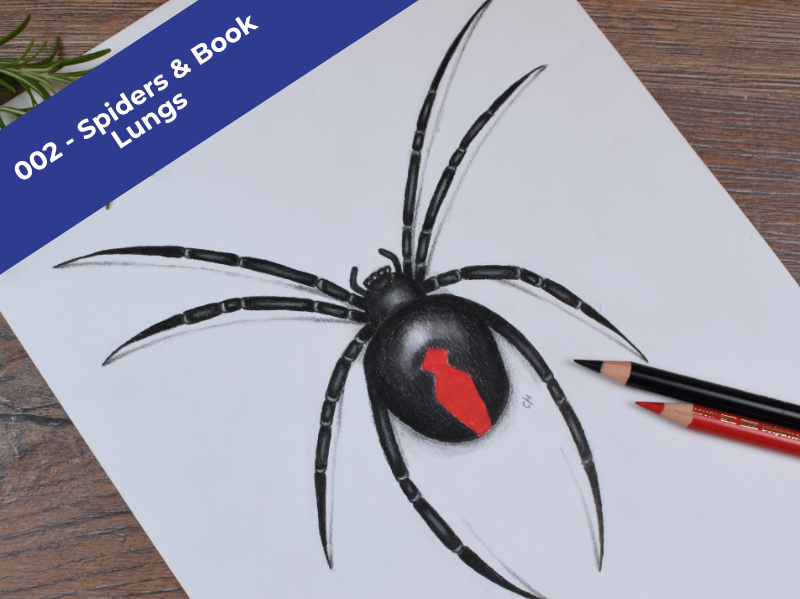 Image of Drawing Creation Spider lesson. Learn how to draw a red back spider using coloured pencils
